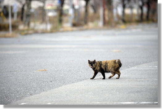 うちのとらまる