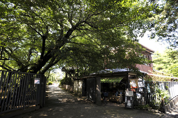 うちのとらまる