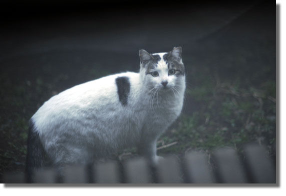 うちのとらまる