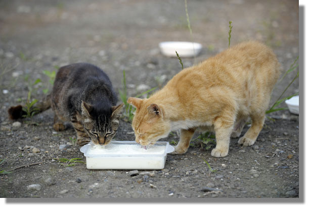 うちのとらまる