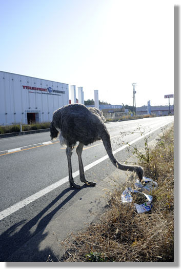 うちのとらまる