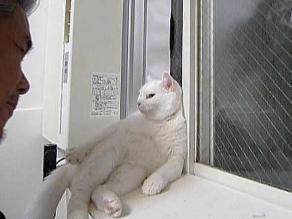 うちのとらまる
