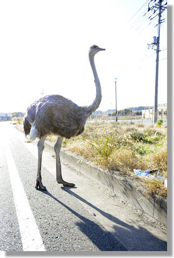 うちのとらまる