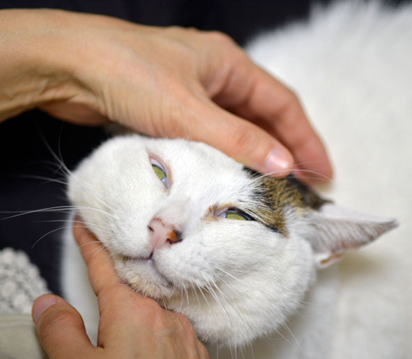 うちのとらまる