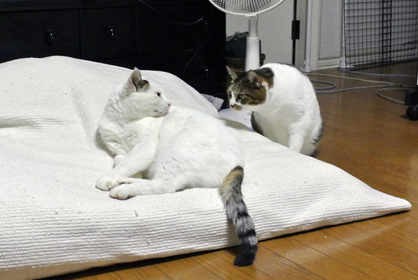 うちのとらまる