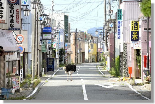 うちのとらまる