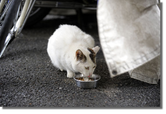 うちのとらまる