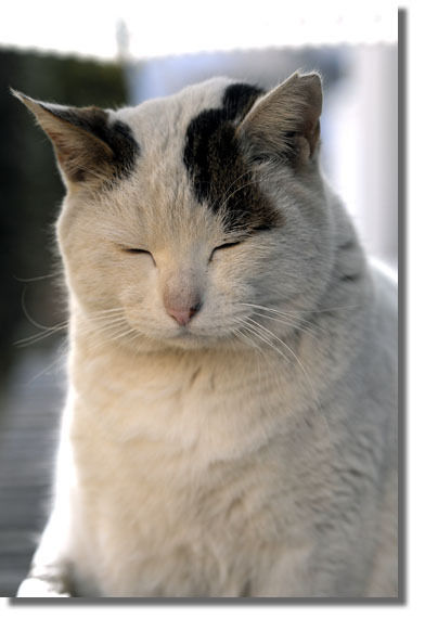うちのとらまる