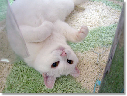 うちのとらまる