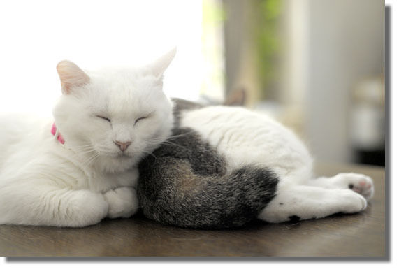 うちのとらまる