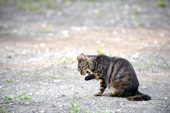 うちのとらまる