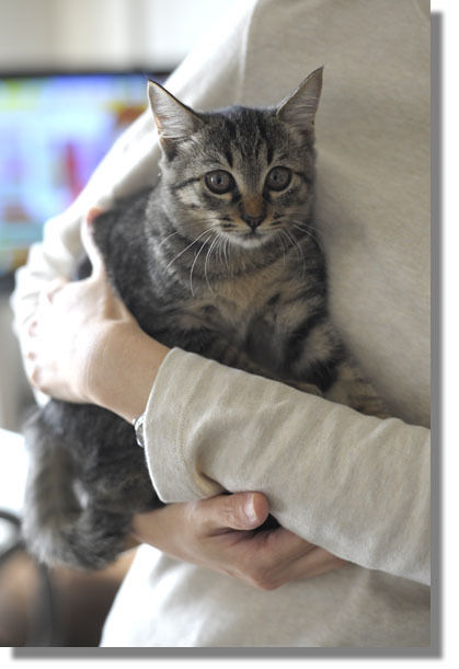 うちのとらまる