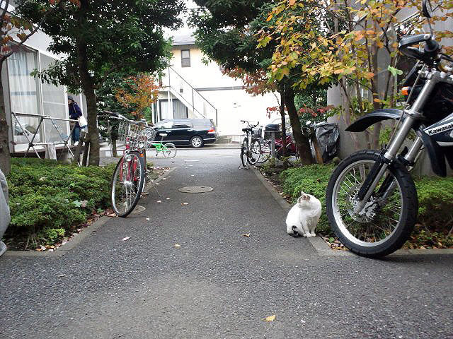 うちのとらまる