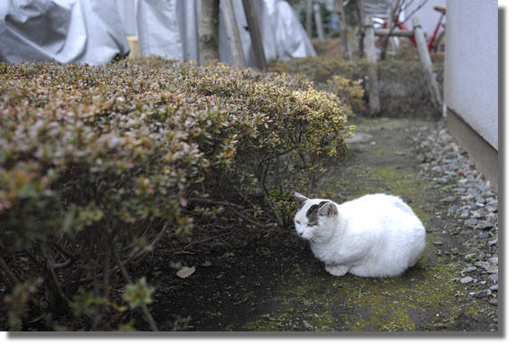 うちのとらまる