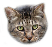 スモールたまお