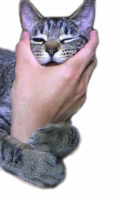 うちのとらまる