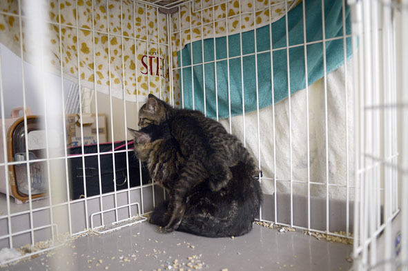 うちのとらまる