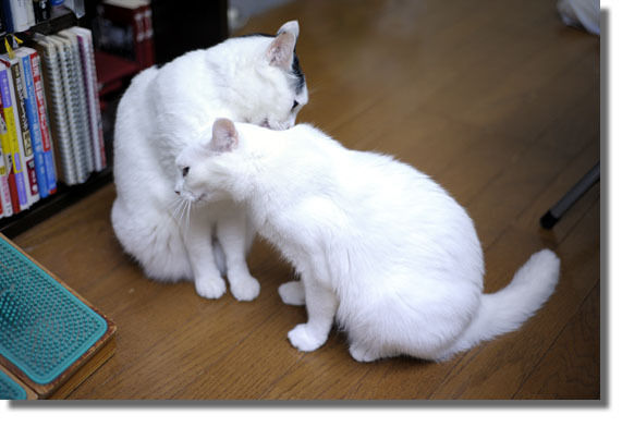 うちのとらまる