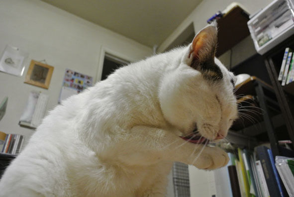 うちのとらまる