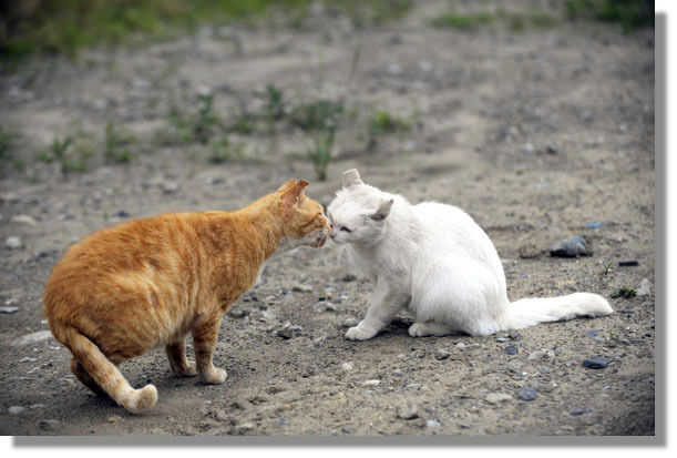 うちのとらまる