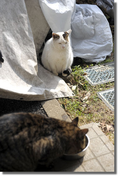 うちのとらまる