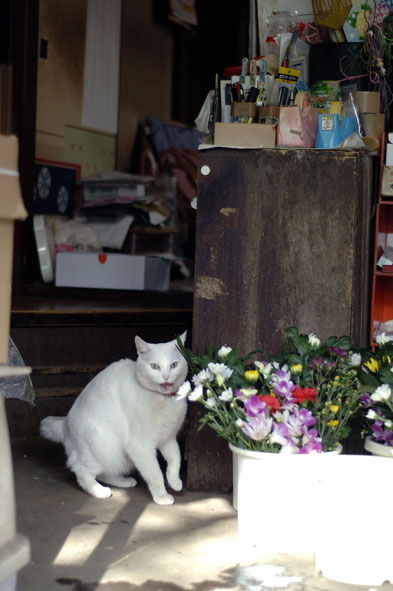 うちのとらまる