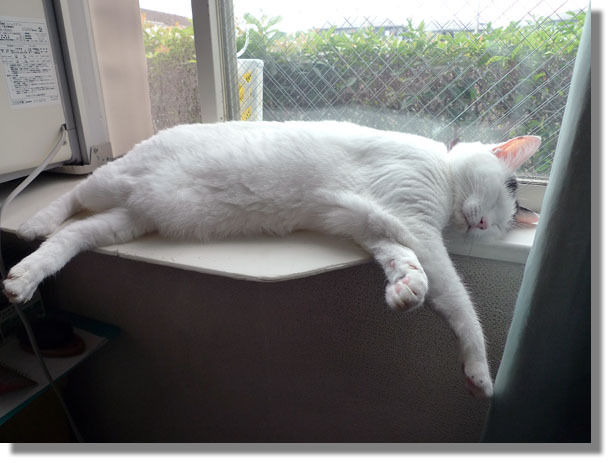 うちのとらまる