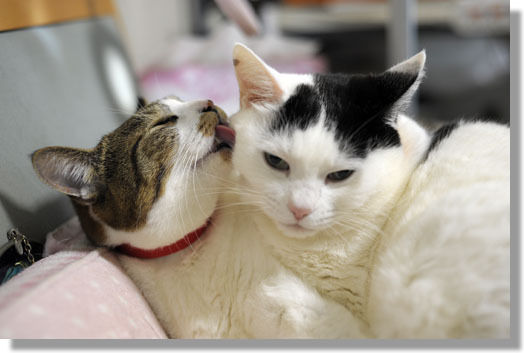 うちのとらまる