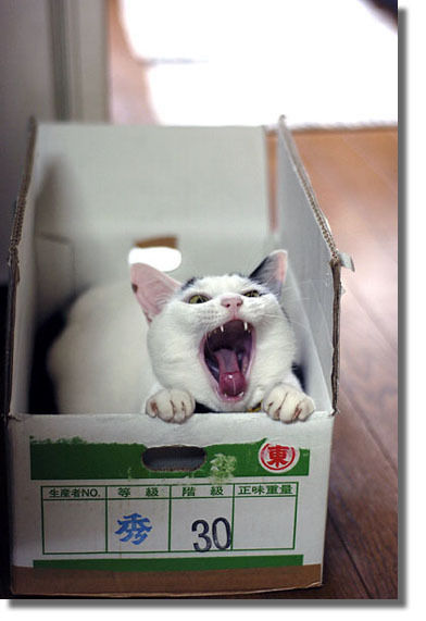うちのとらまる