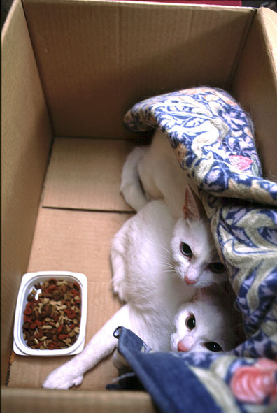 うちのとらまる