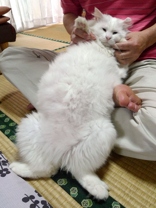 うちのとらまる