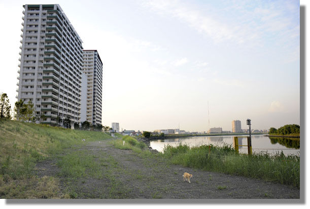 うちのとらまる