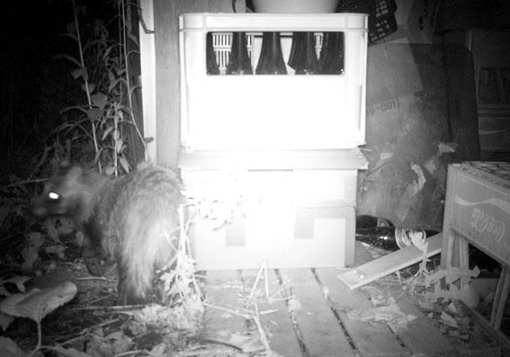 うちのとらまる