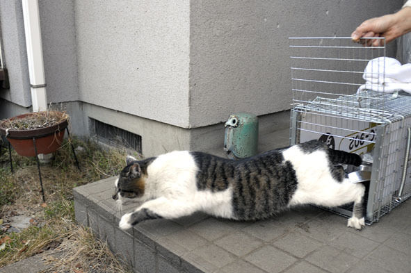 うちのとらまる