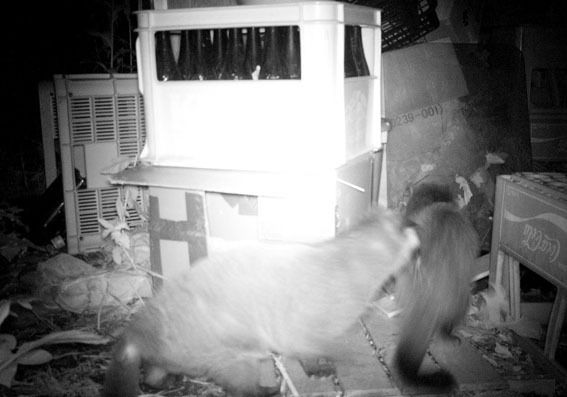 うちのとらまる