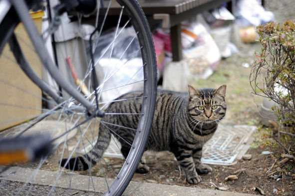 うちのとらまる