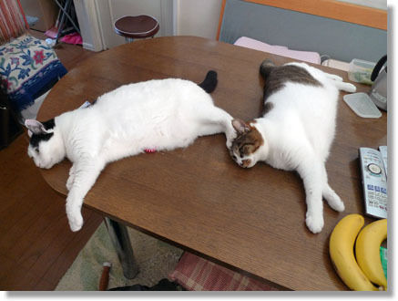うちのとらまる