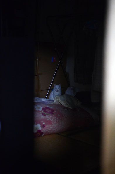うちのとらまる