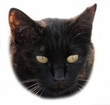 スモールクロサビ