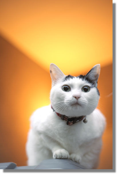 うちのとらまる