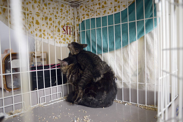 うちのとらまる