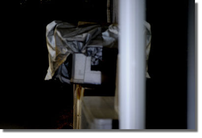 うちのとらまる