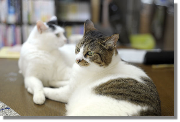 うちのとらまる