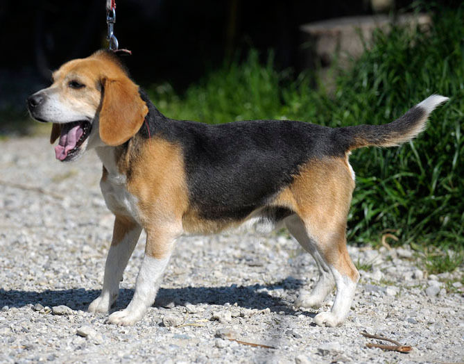 うちのとらまる