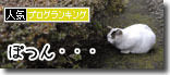 うちのとらまる