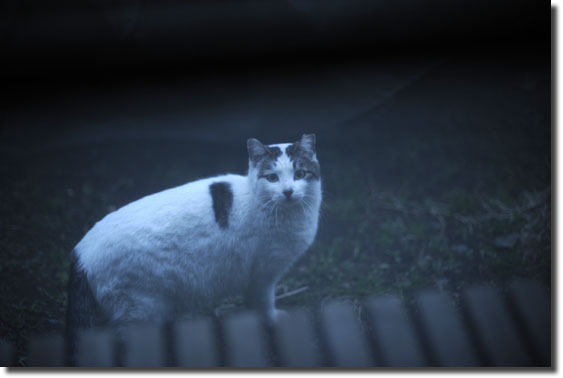 うちのとらまる