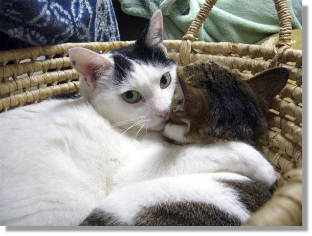 うちのとらまる