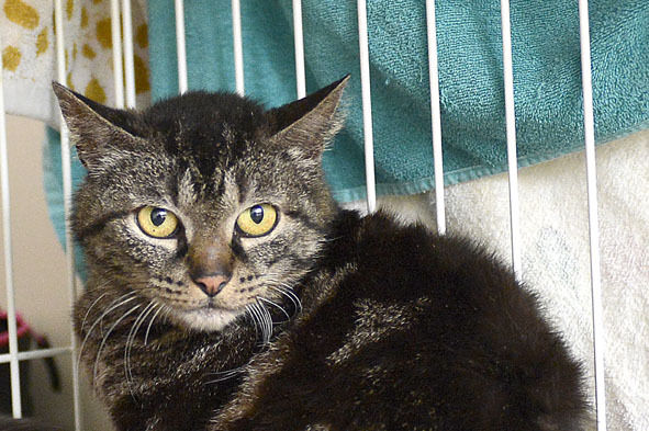 うちのとらまる