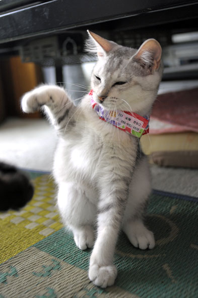 うちのとらまる