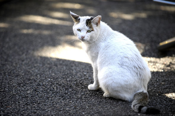 うちのとらまる